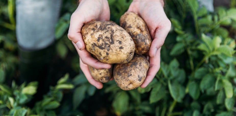 Druhy a typy zemiakov a ich použitie v reštaurácii