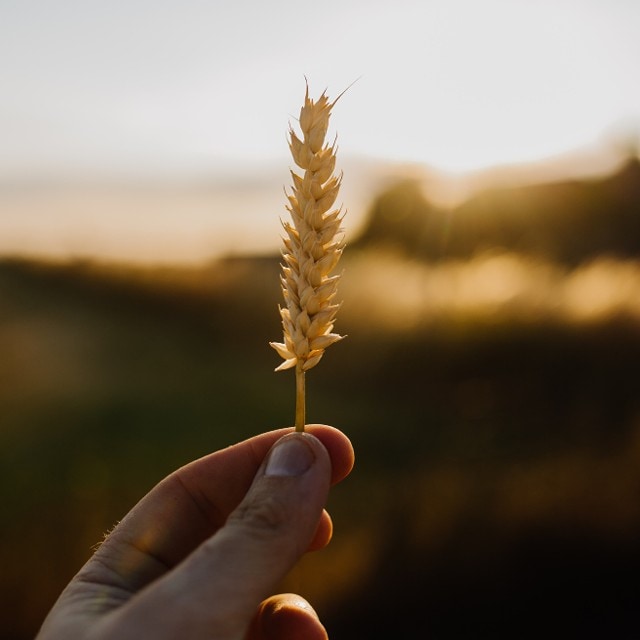 Obilniny vo vašej kuchyni - aké druhy môžete použiť?