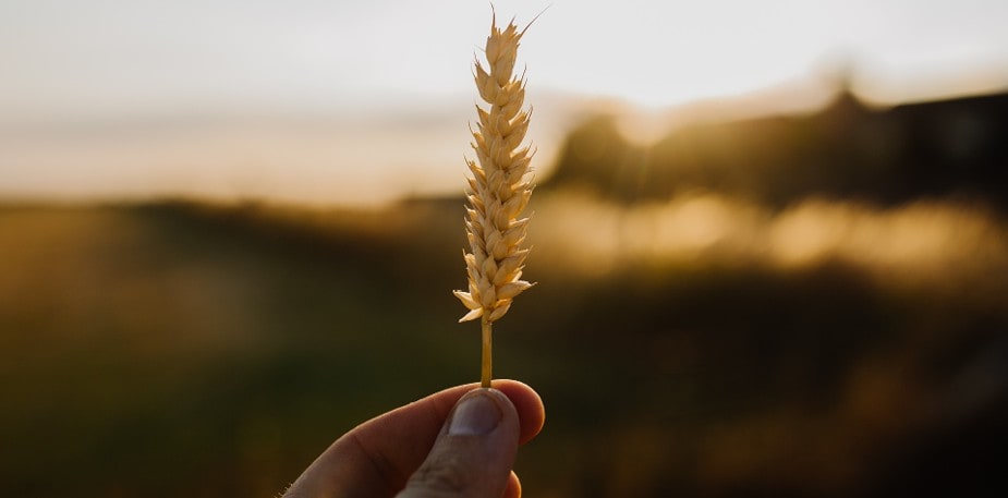Obilniny vo vašej kuchyni - aké druhy môžete použiť?
