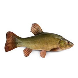 Lieň Lieň