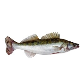 Zubáč Zubáč